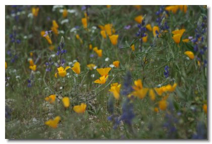 P (16)   Mexican Gold Poppy